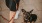 a dog on a leash